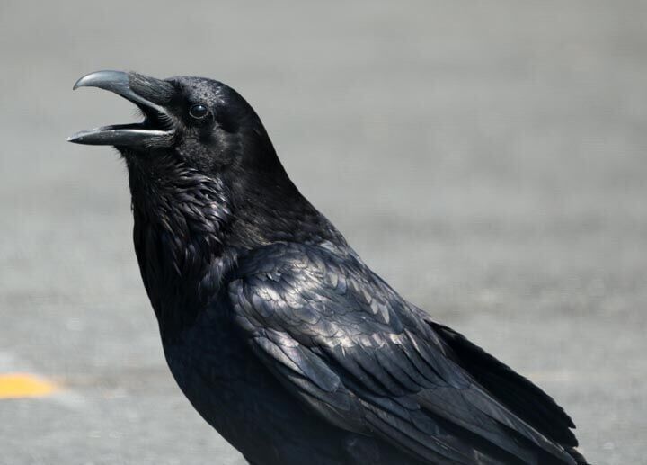 Common raven